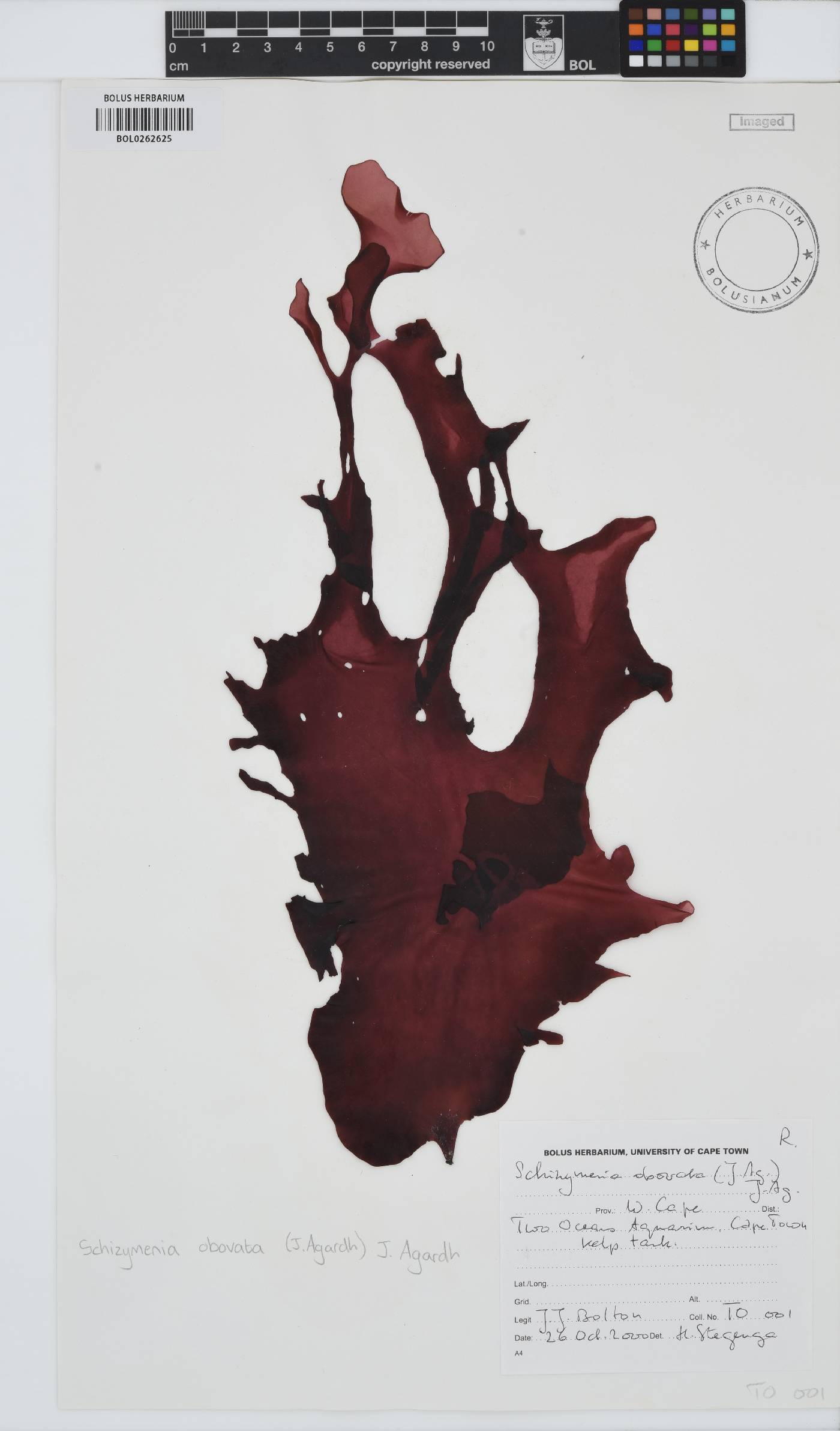 Schizymenia image