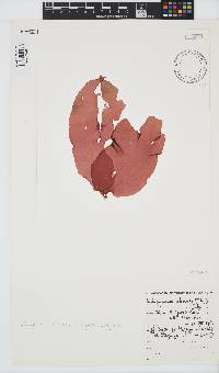Schizymenia apoda image
