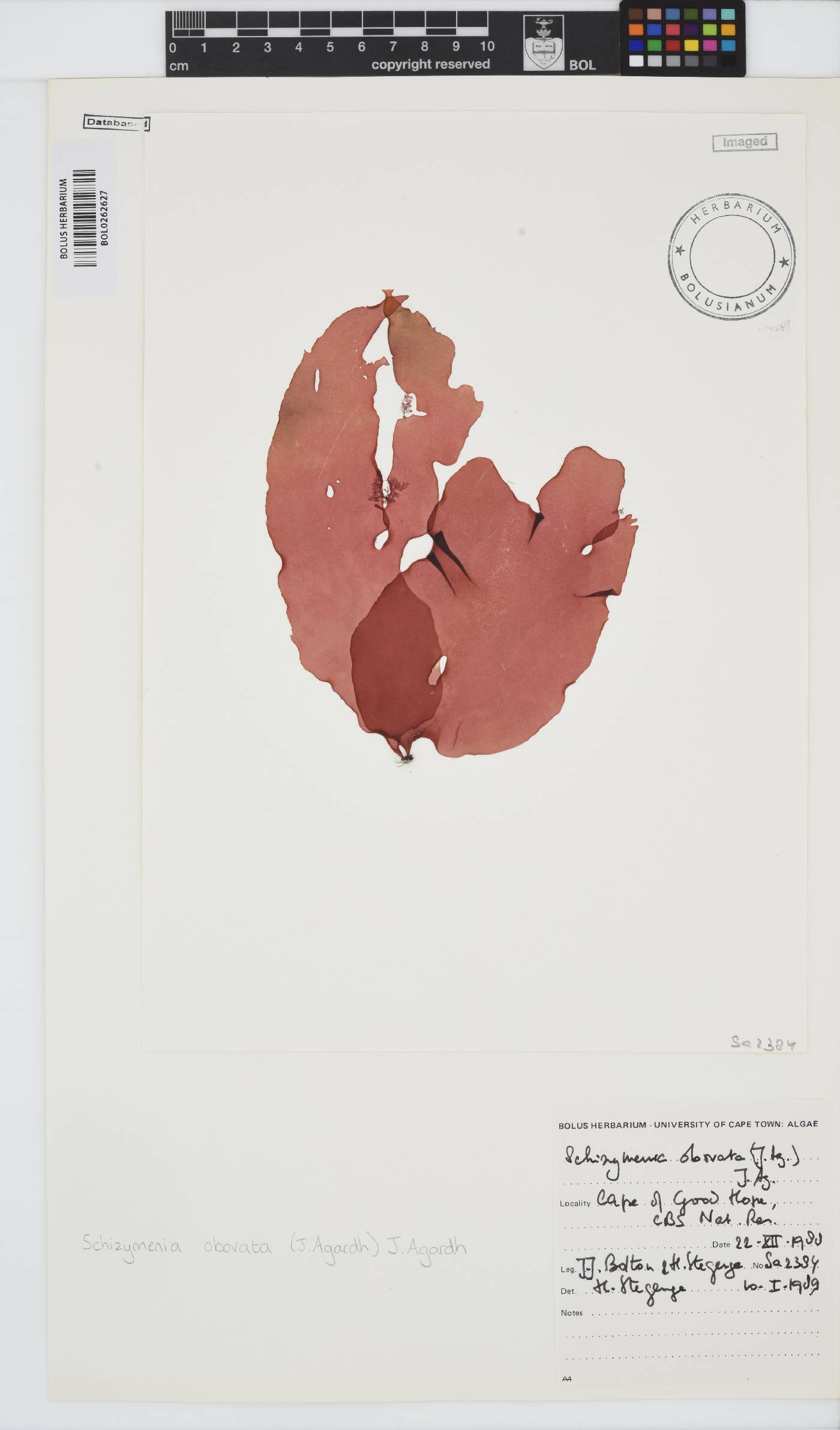 Schizymenia image