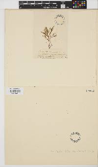 Image of Schmitziella endophloea