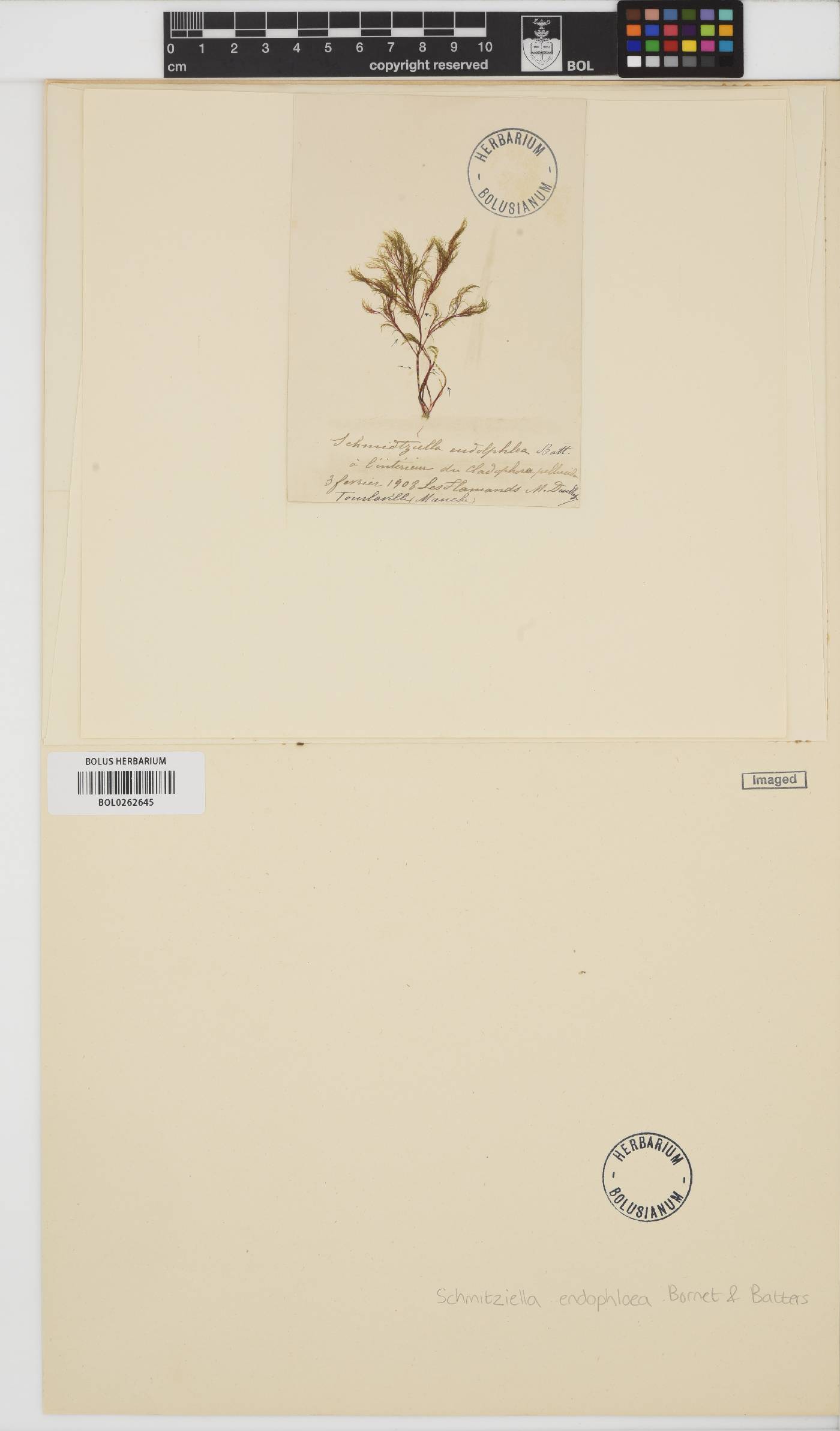 Schmitziellaceae image
