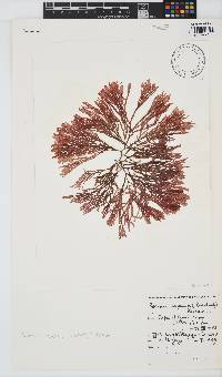 Scinaia capensis image