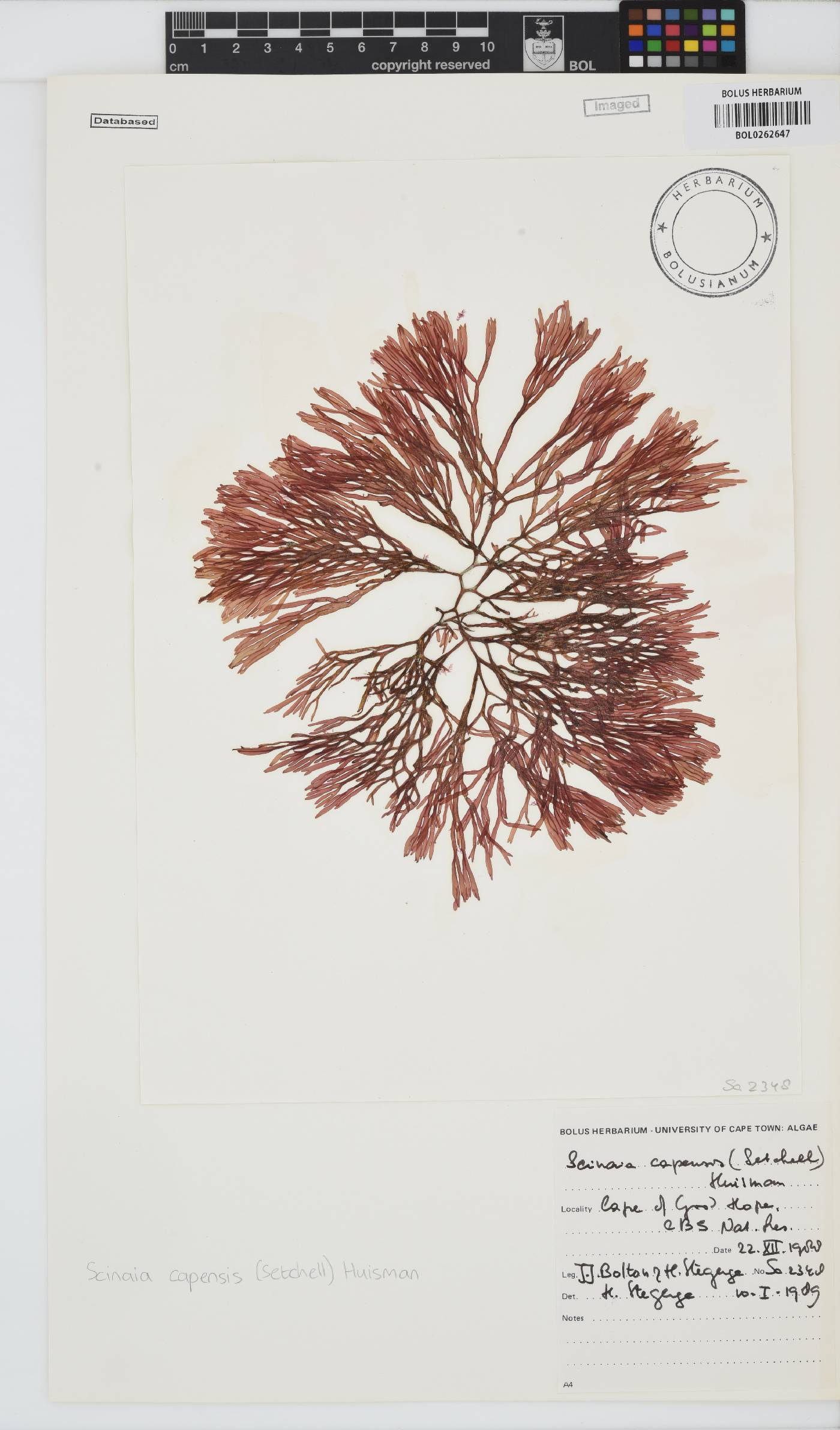 Scinaia capensis image