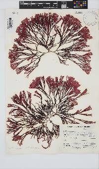Scinaia capensis image