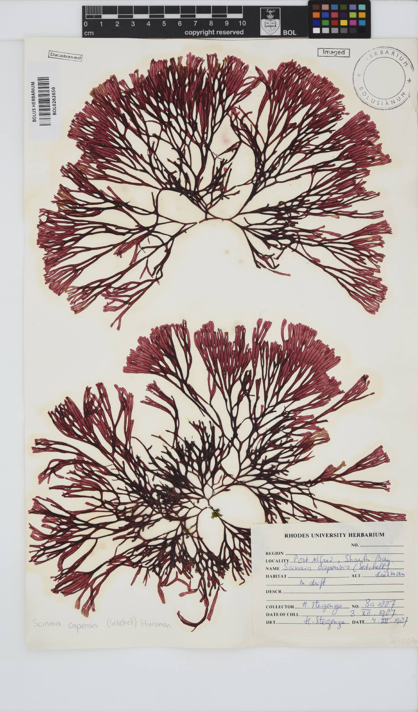 Scinaia capensis image