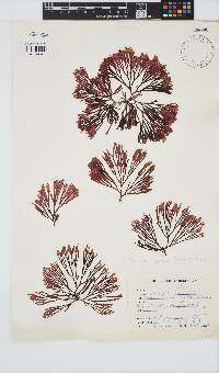 Scinaia capensis image