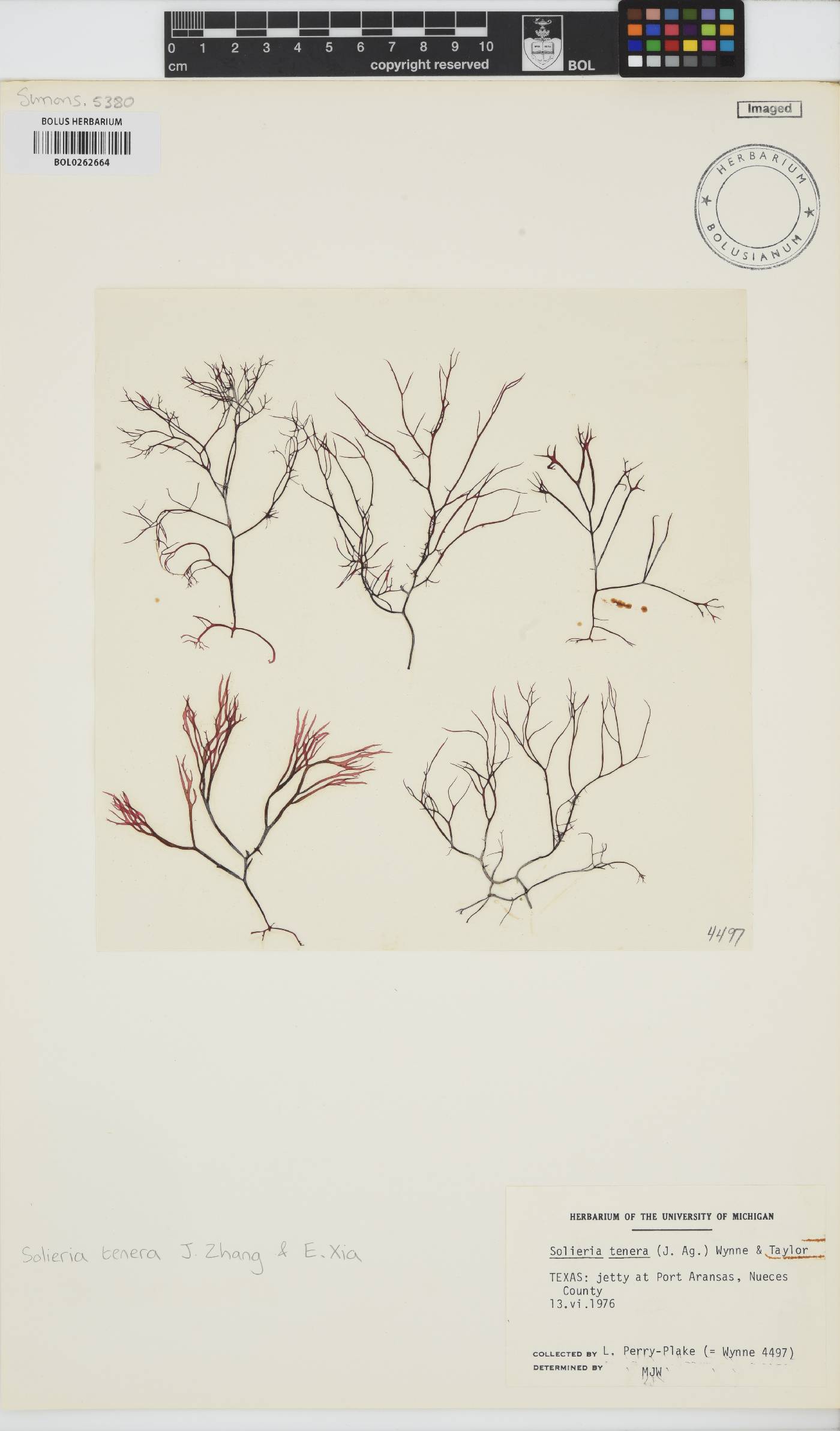 Solieria image