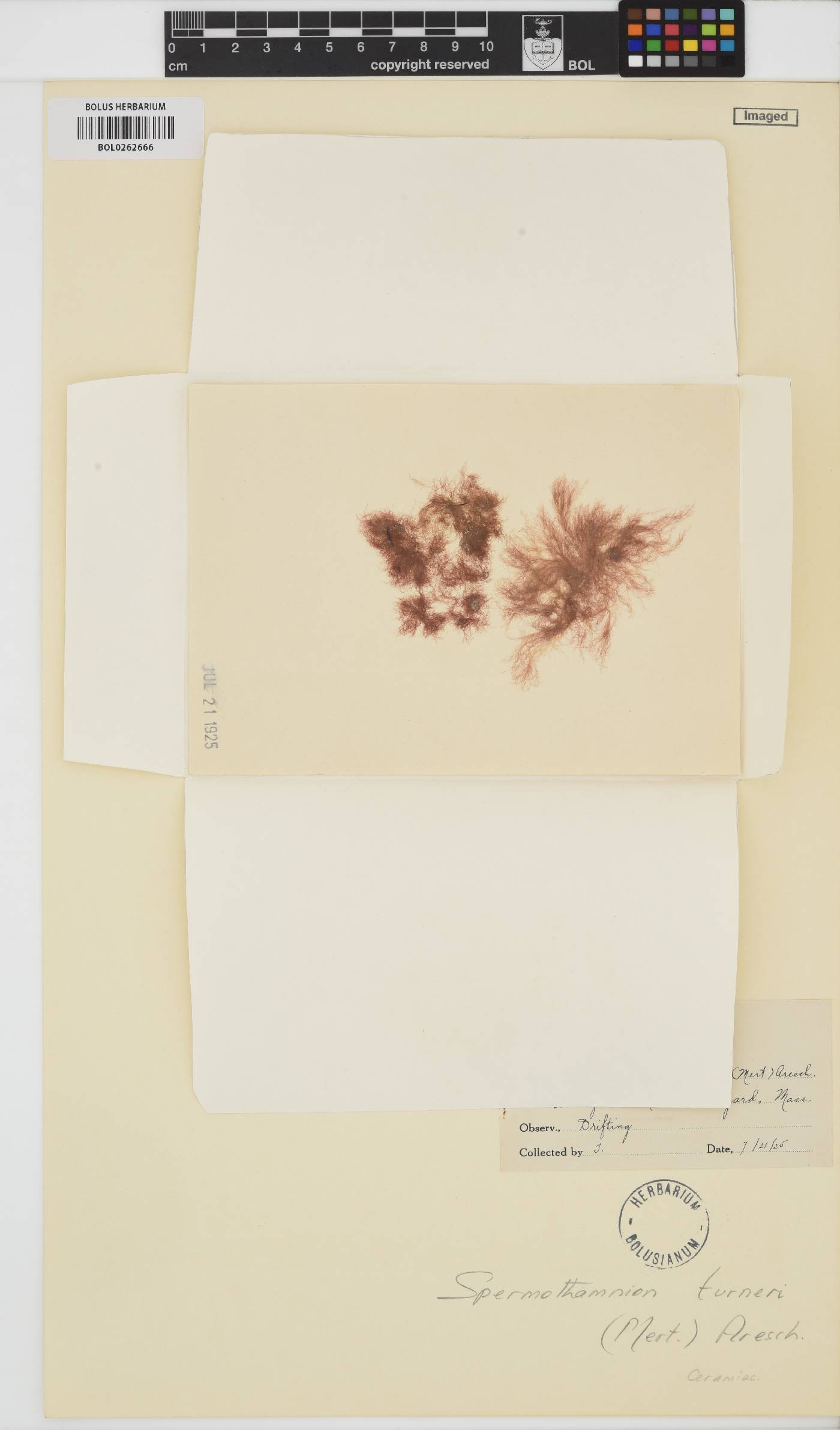 Scagelothamnion turneri image