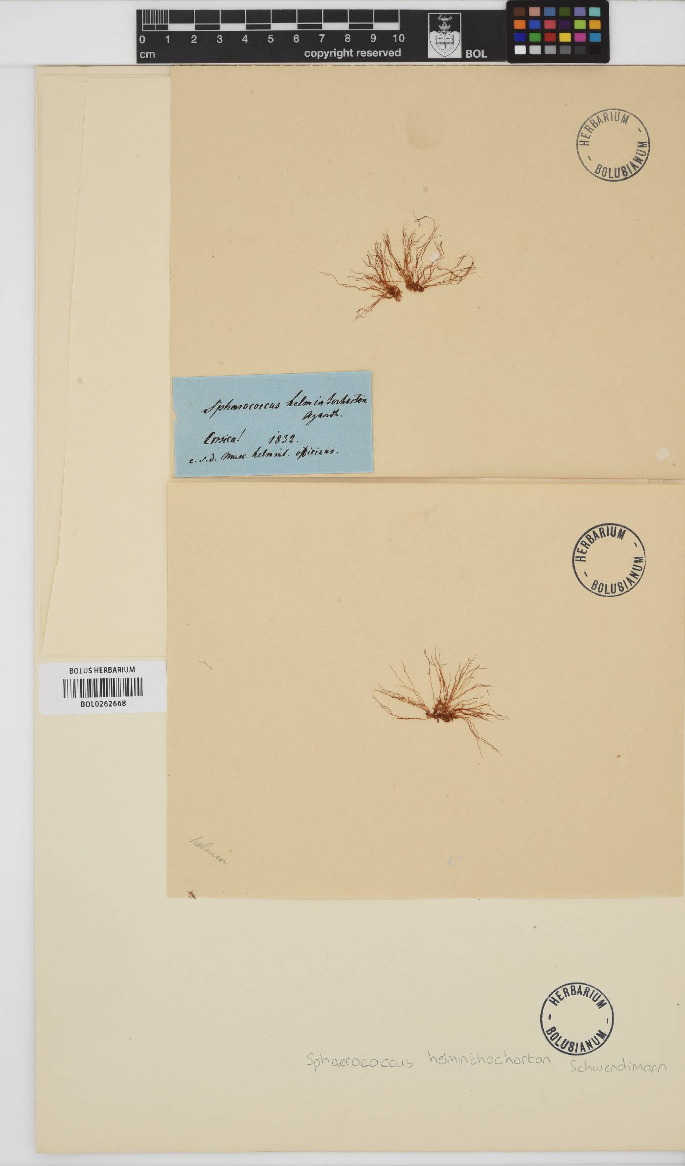 Alsidium helminthochorton image