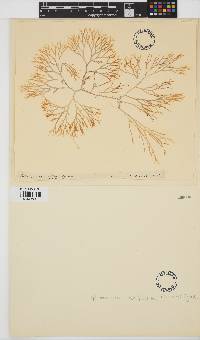 Gracilaria multipartita image