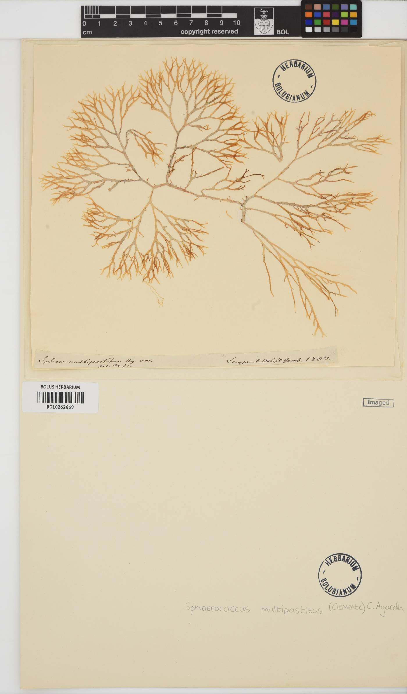 Gracilaria multipartita image