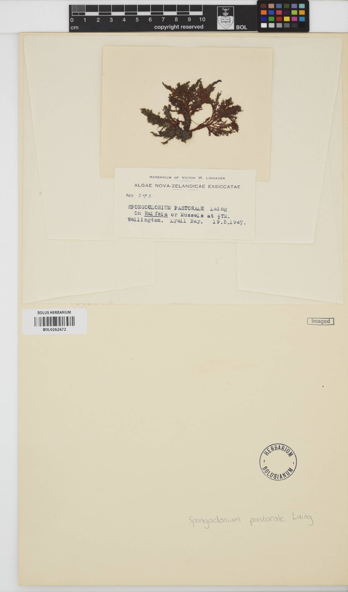 Spongoclonium pastorale image