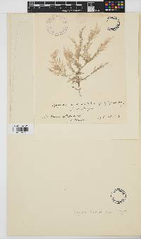Spyridia filamentosa image