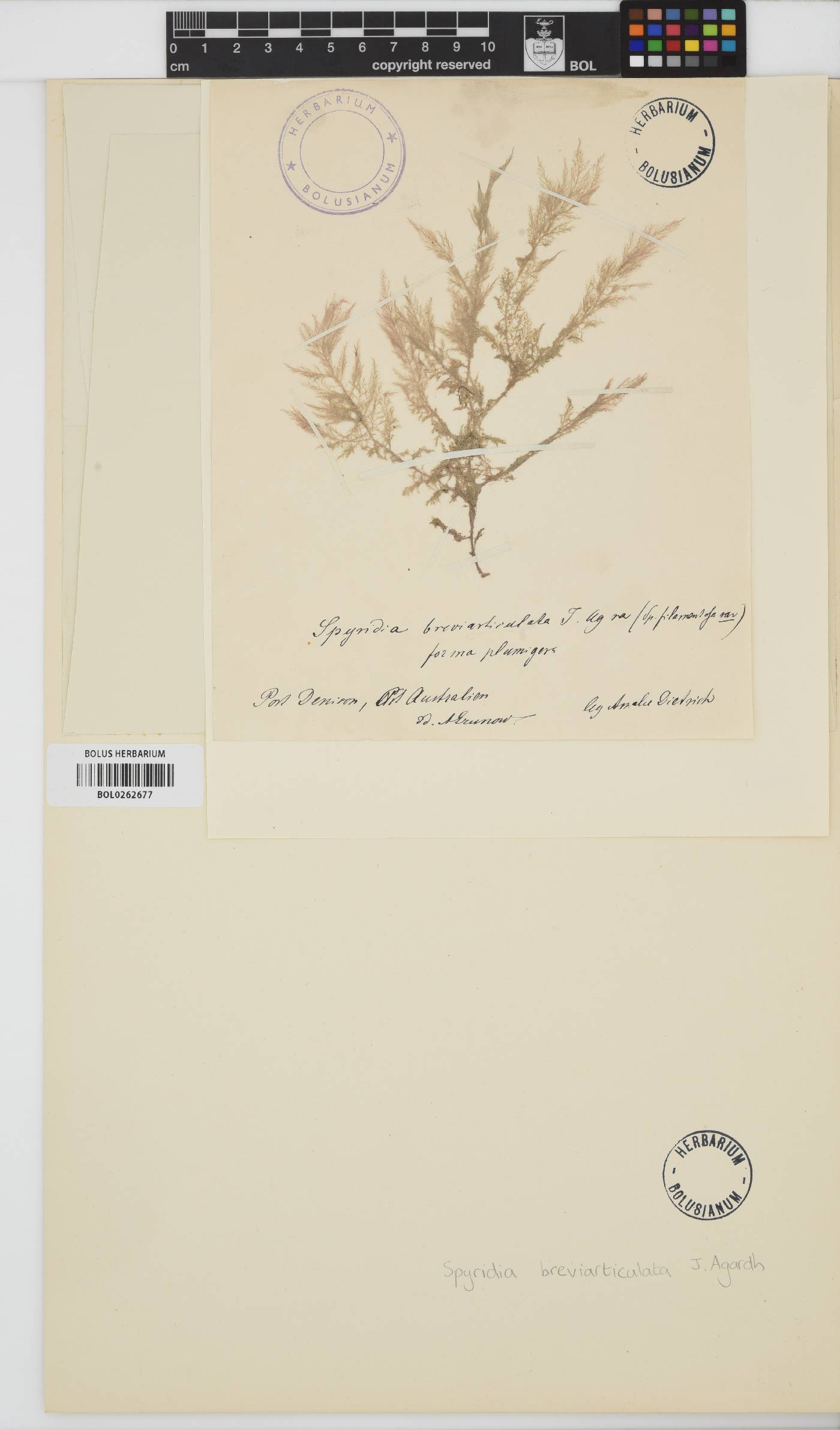 Spyridia filamentosa image
