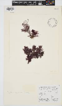 Spyridia cupressina image