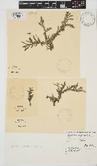 Spyridia cupressina image