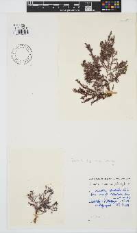 Spyridia cupressina image
