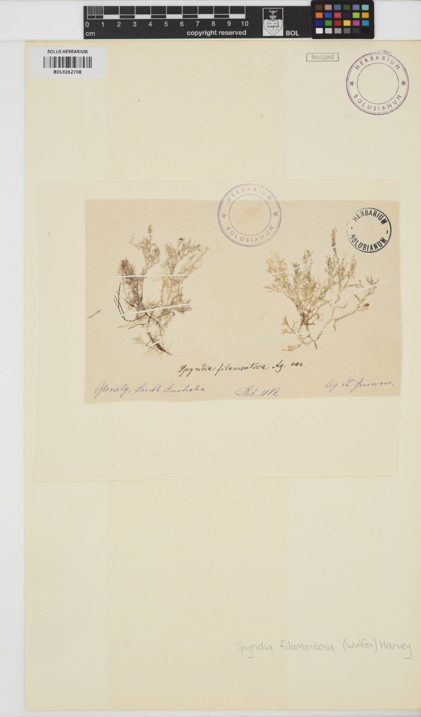 Spyridia filamentosa image