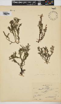 Spyridia hypnoides image