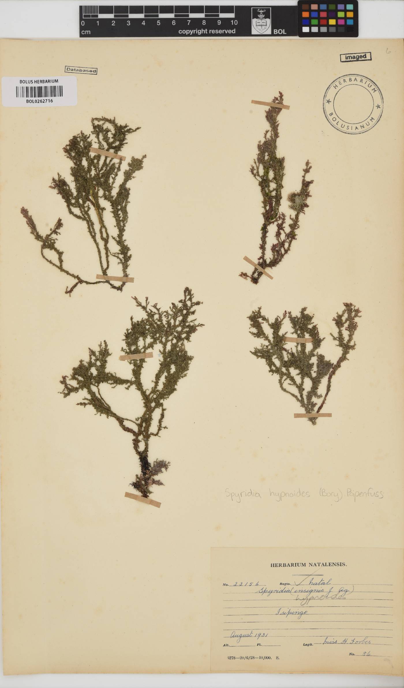 Spyridia hypnoides image