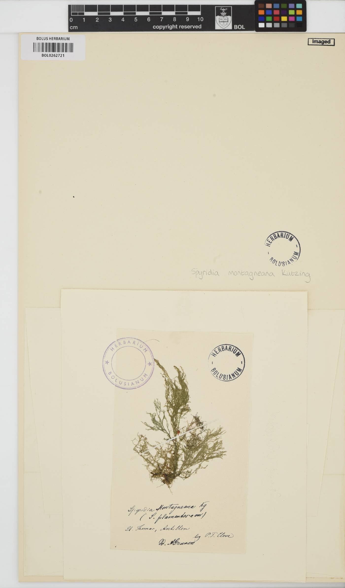 Spyridia clavata image