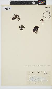 Streblocladia camptoclada image