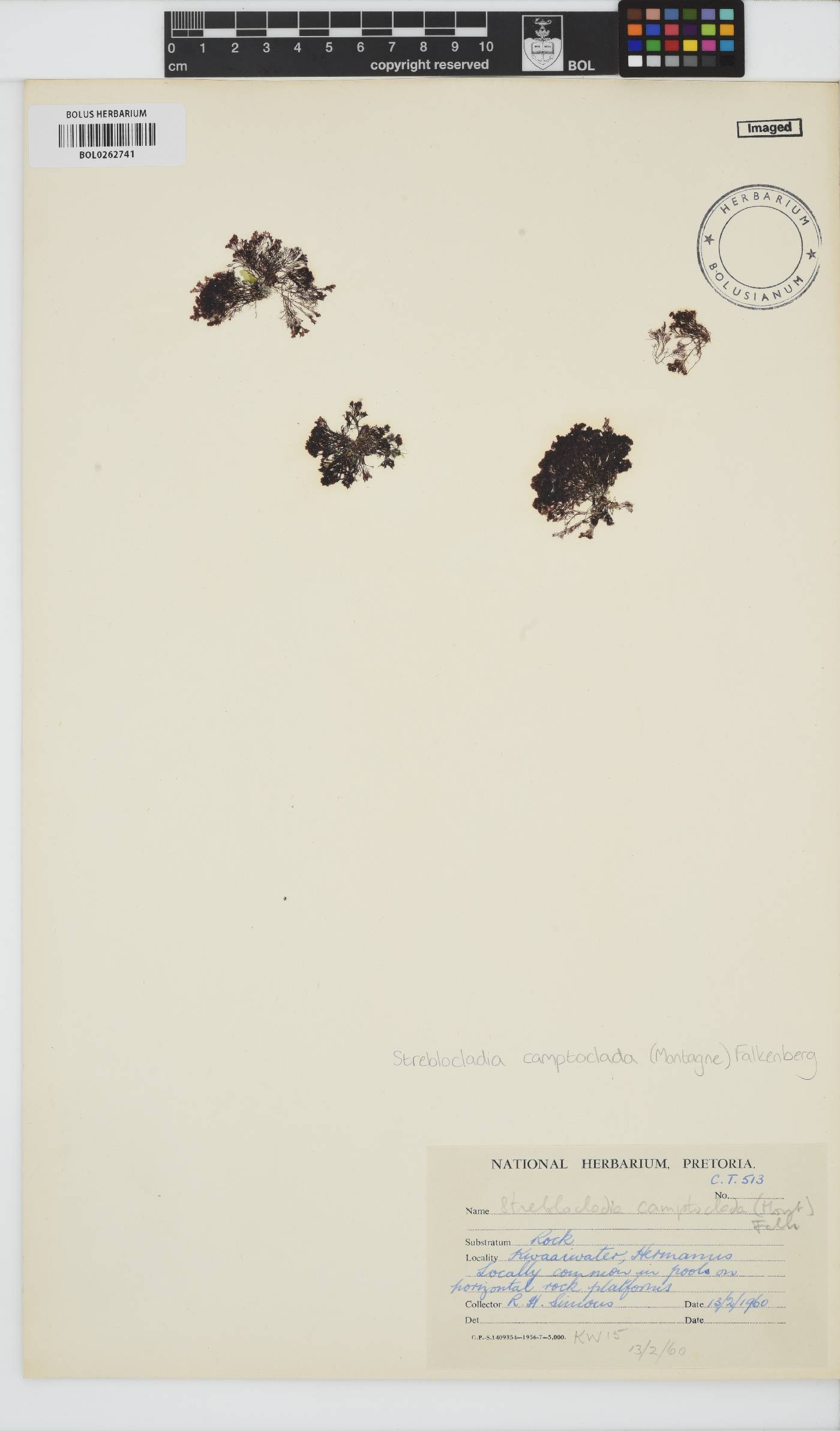 Streblocladia camptoclada image