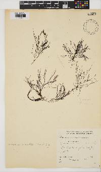 Streblocladia corymbifera image