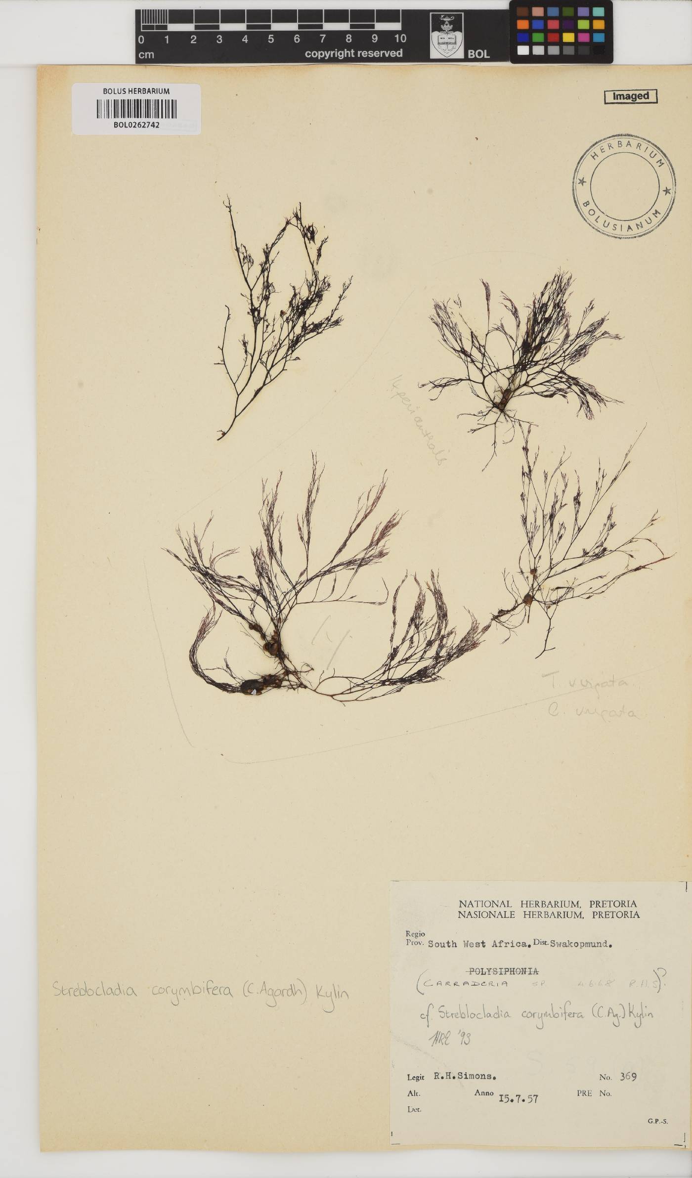 Streblocladia image