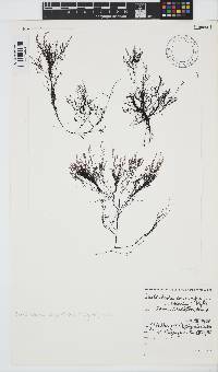 Streblocladia corymbifera image