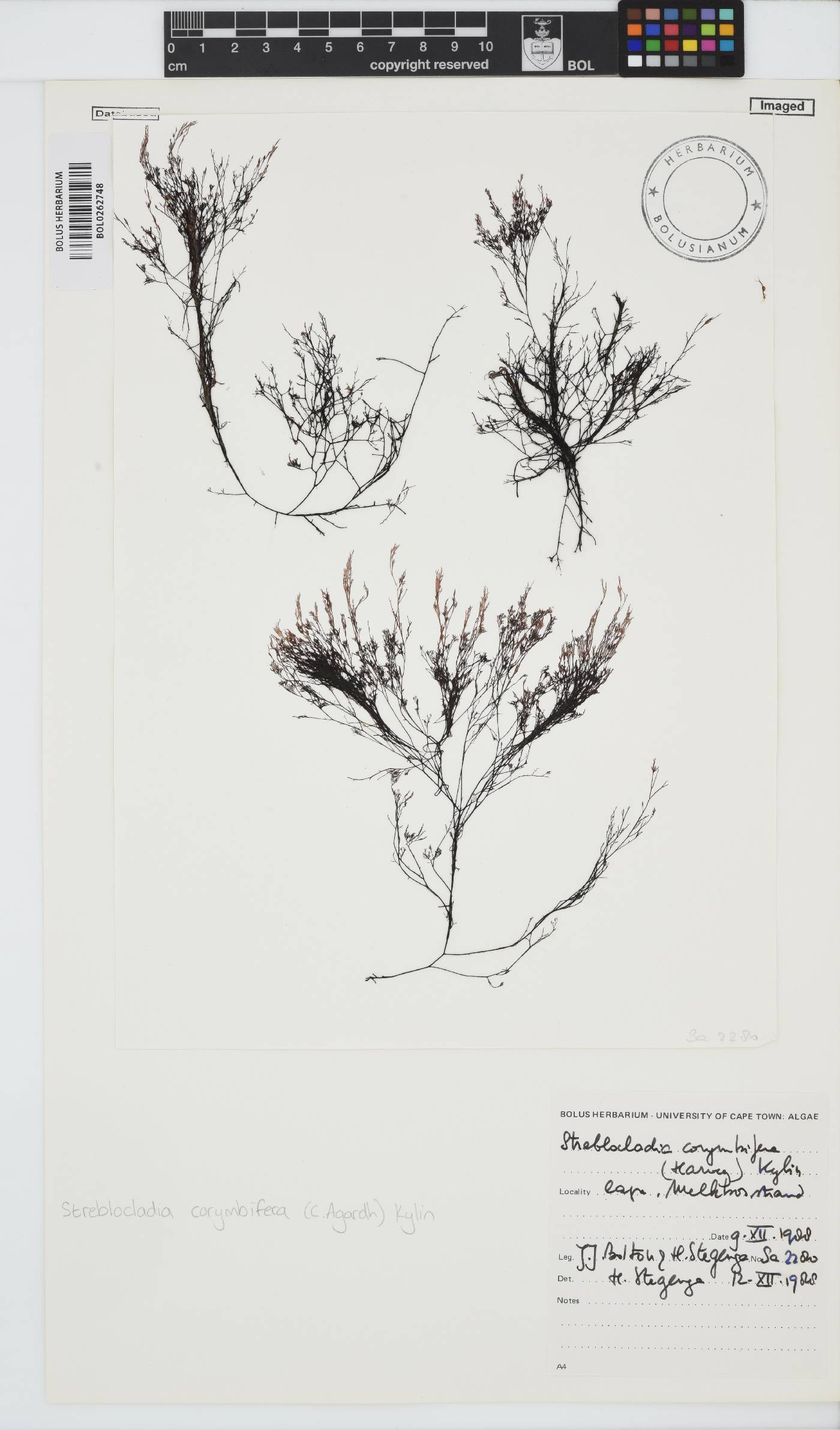 Streblocladia corymbifera image
