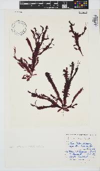 Gelidium vittatum image