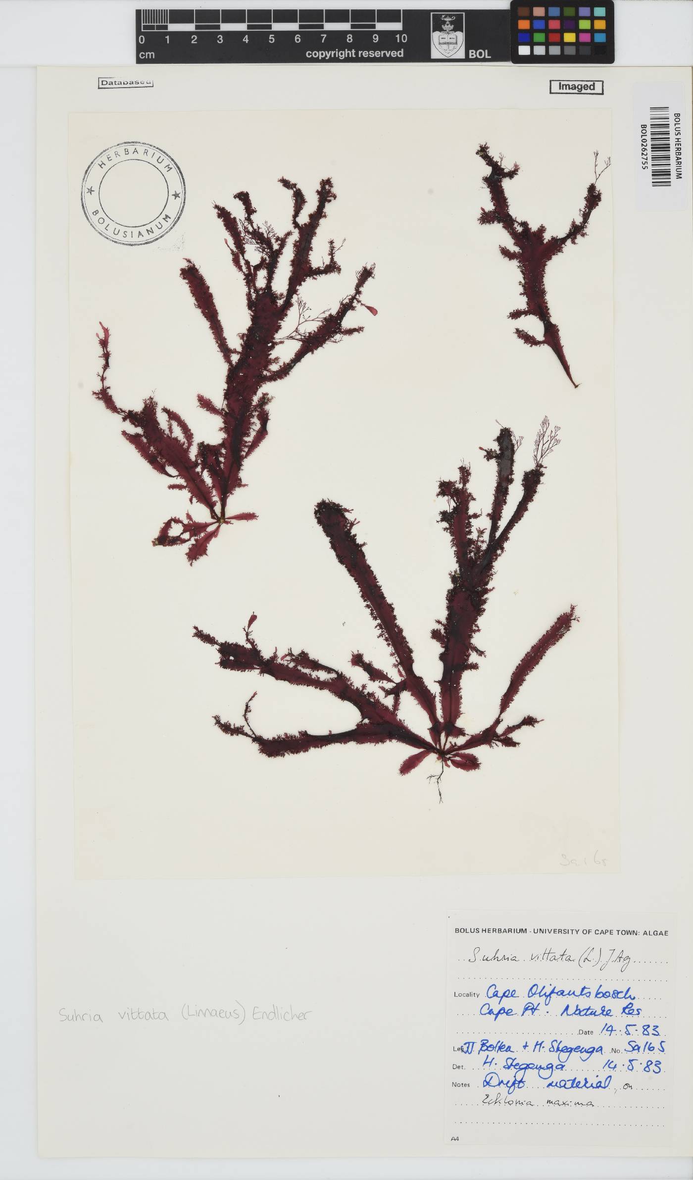 Gelidium vittatum image