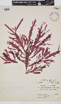 Gelidium vittatum image