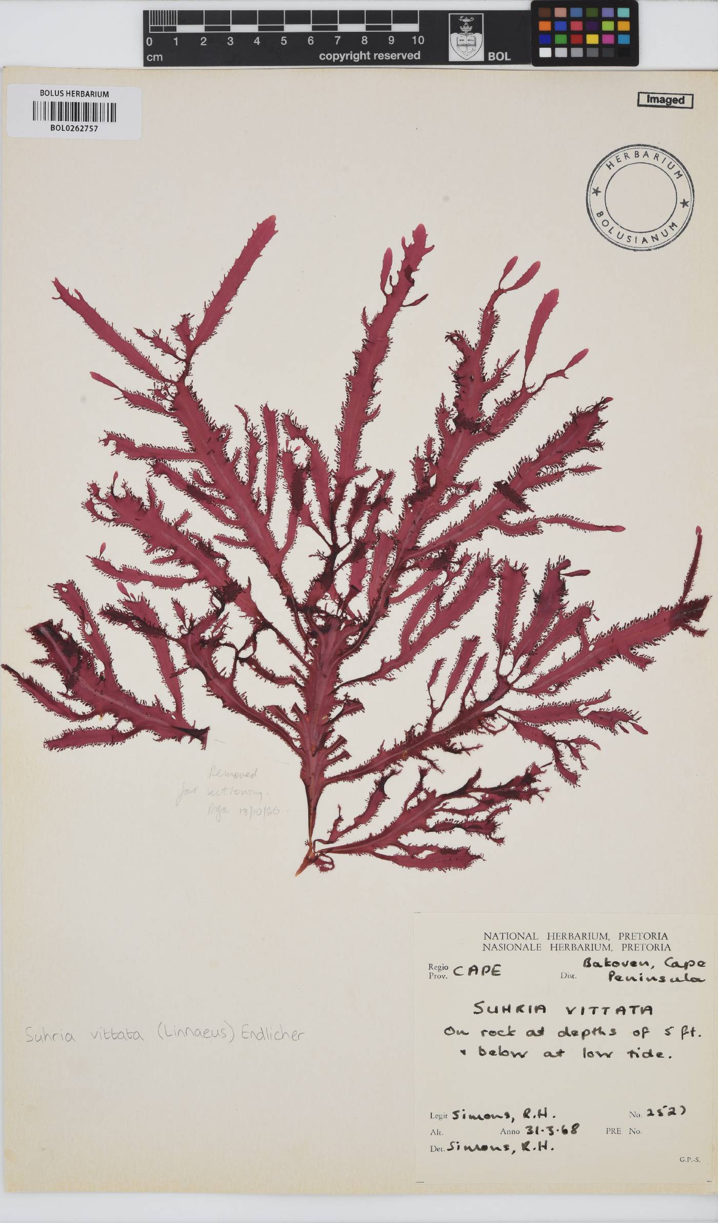 Gelidium vittatum image