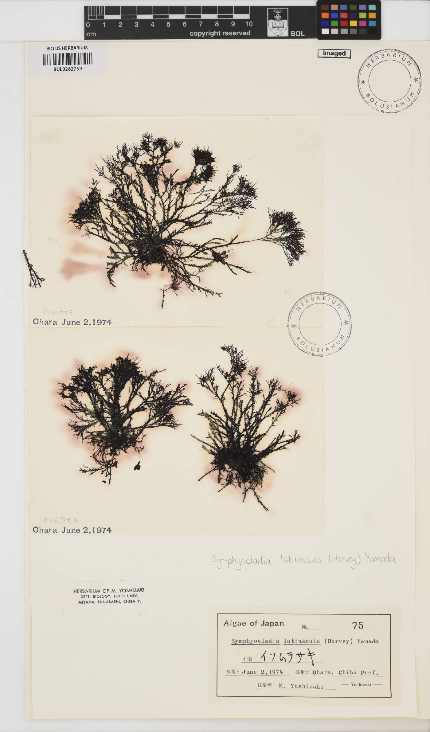Symphyocladia latiuscula image