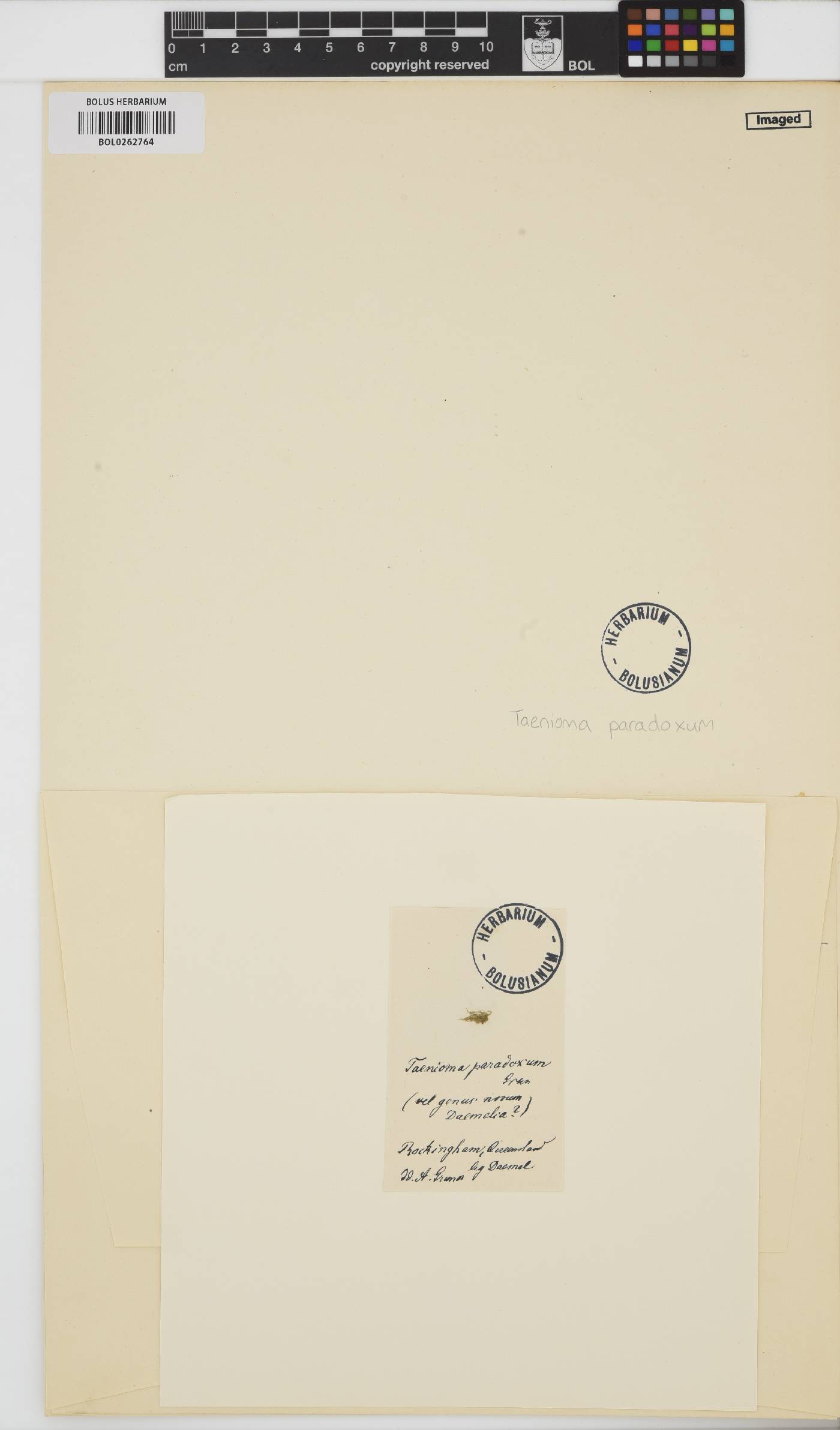 Taenioma image