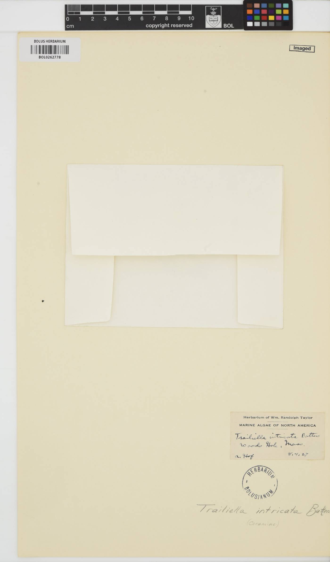 Bonnemaisonia hamifera image