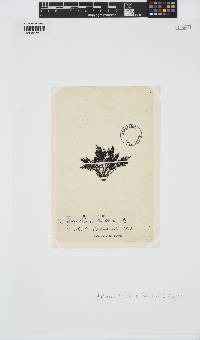 Rytiphlaea tinctoria image