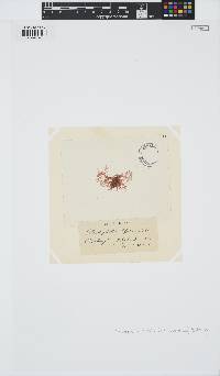 Rhodophyllis bifida image