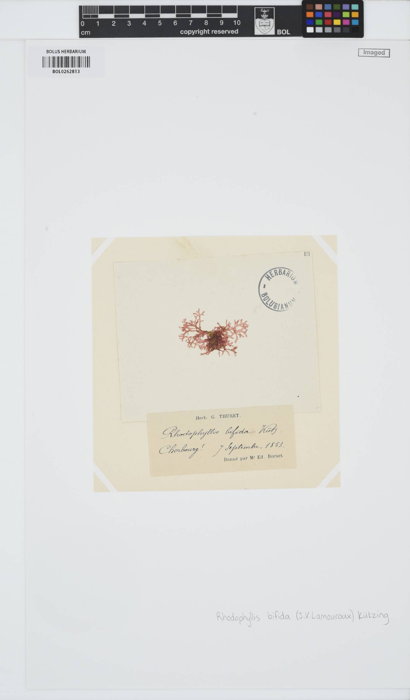 Rhodophyllis bifida image