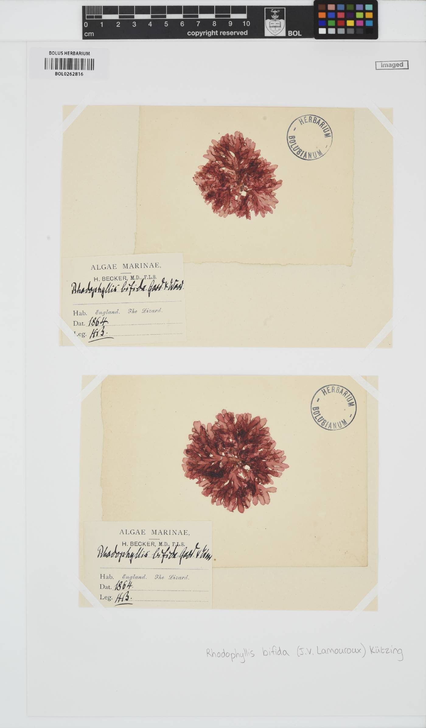 Rhodophyllis bifida image