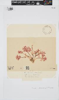 Image of Rhodymenia divaricata