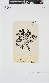 Rhodomela confervoides image