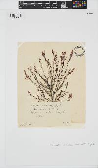 Rhodomela confervoides image