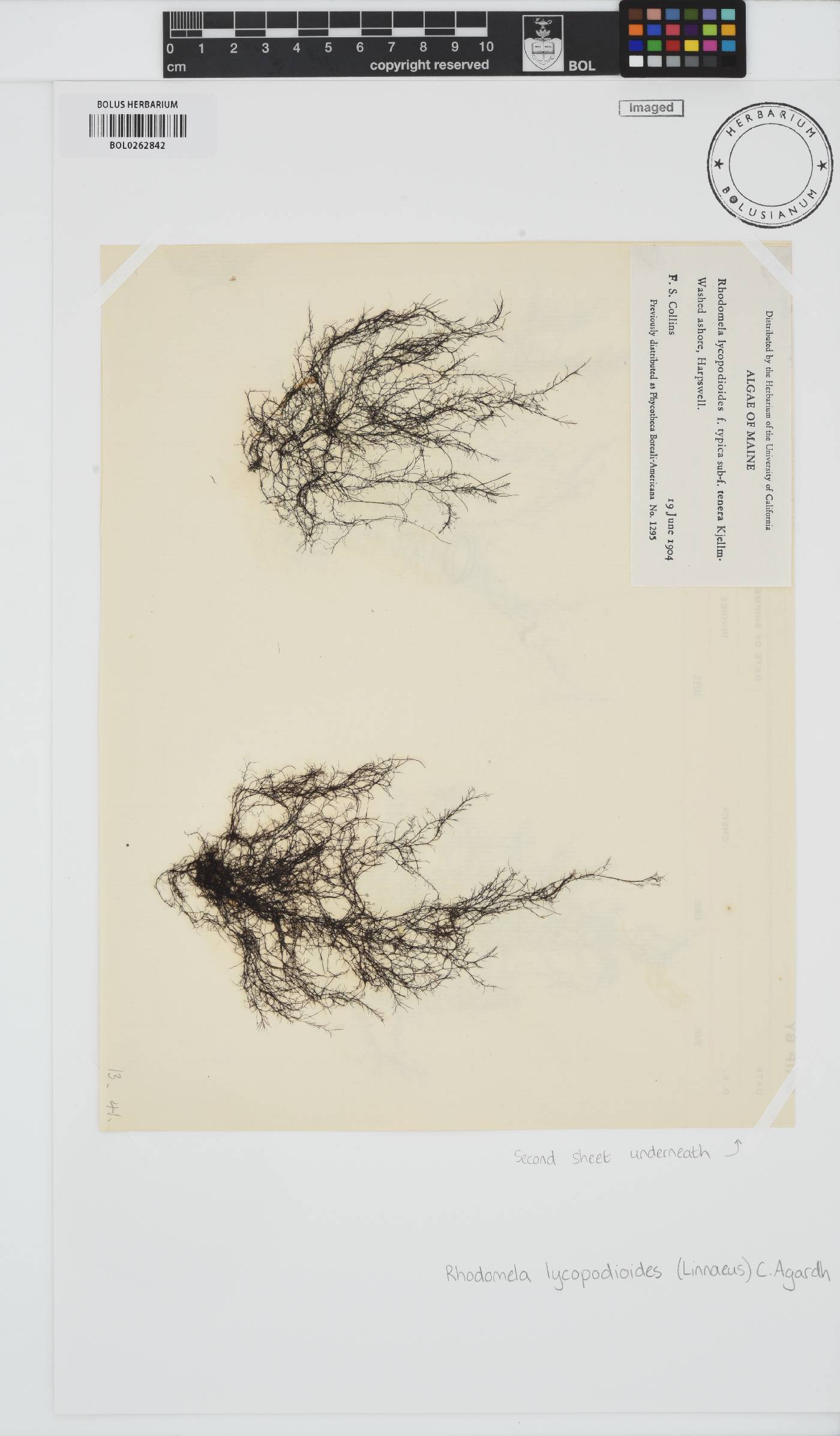 Rhodomela lycopodioides image