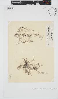Rhodomela lycopodioides image
