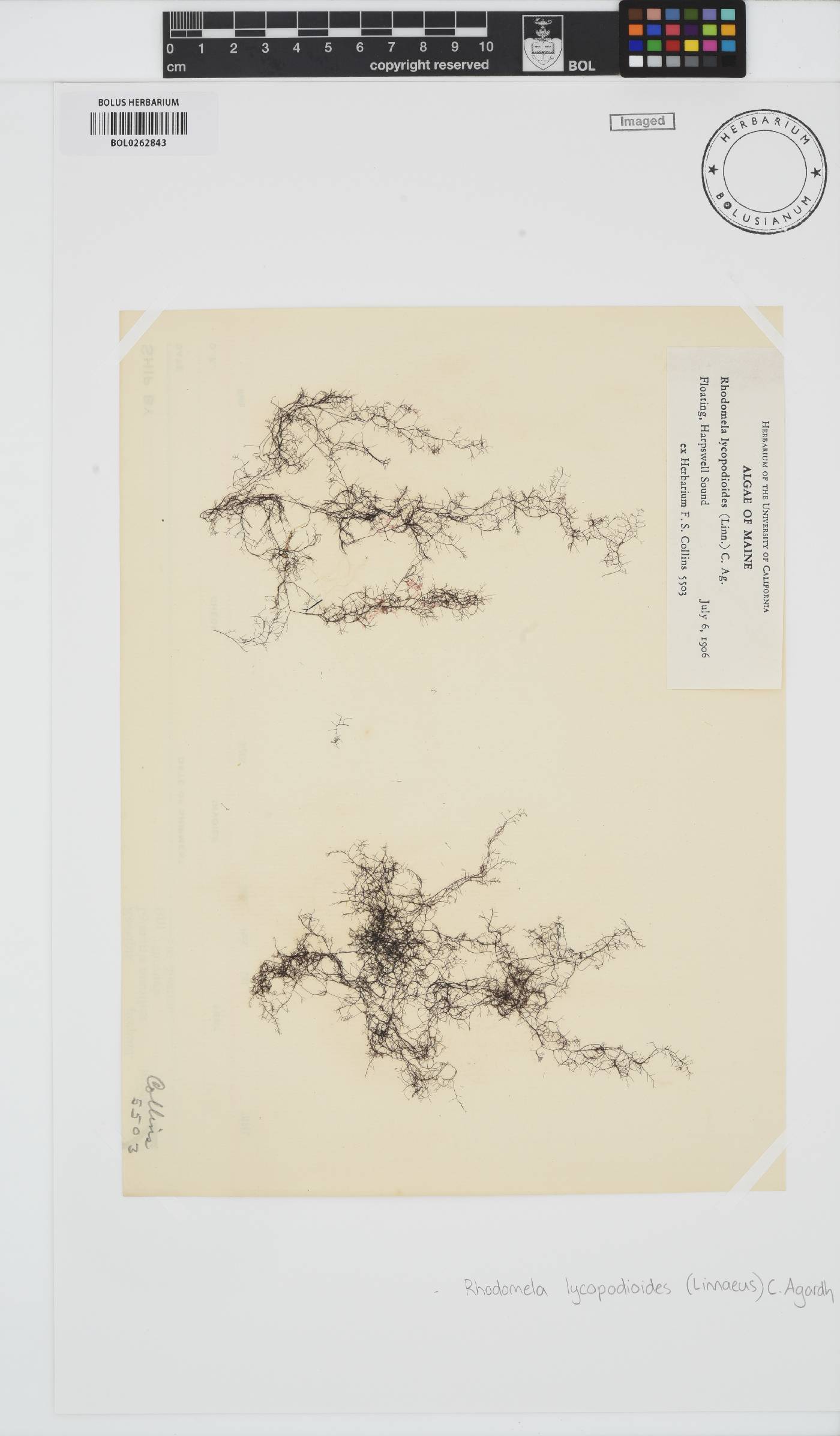 Rhodomela lycopodioides image