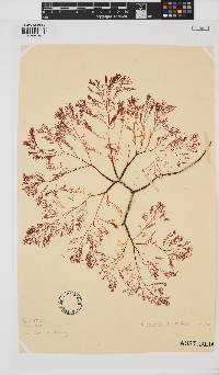 Rhabdonia coccinea image