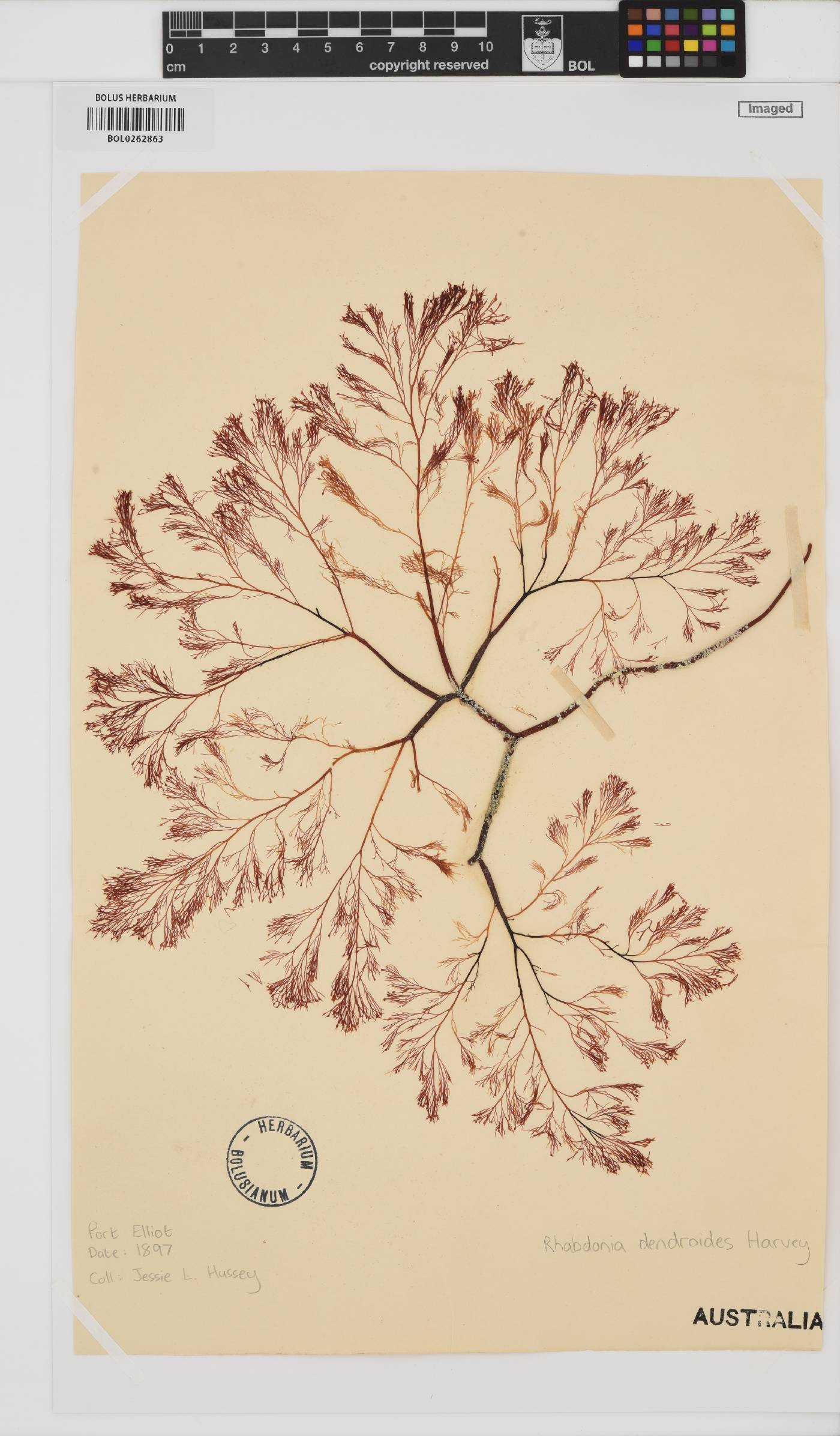 Rhabdonia coccinea image